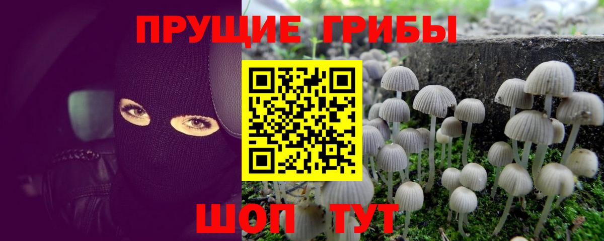 Петрозаводск  Галлюциногенные грибы GOLDEN TEACHER  Галлюциногенные грибы Psilocybine cubensis  Вход с VPN 